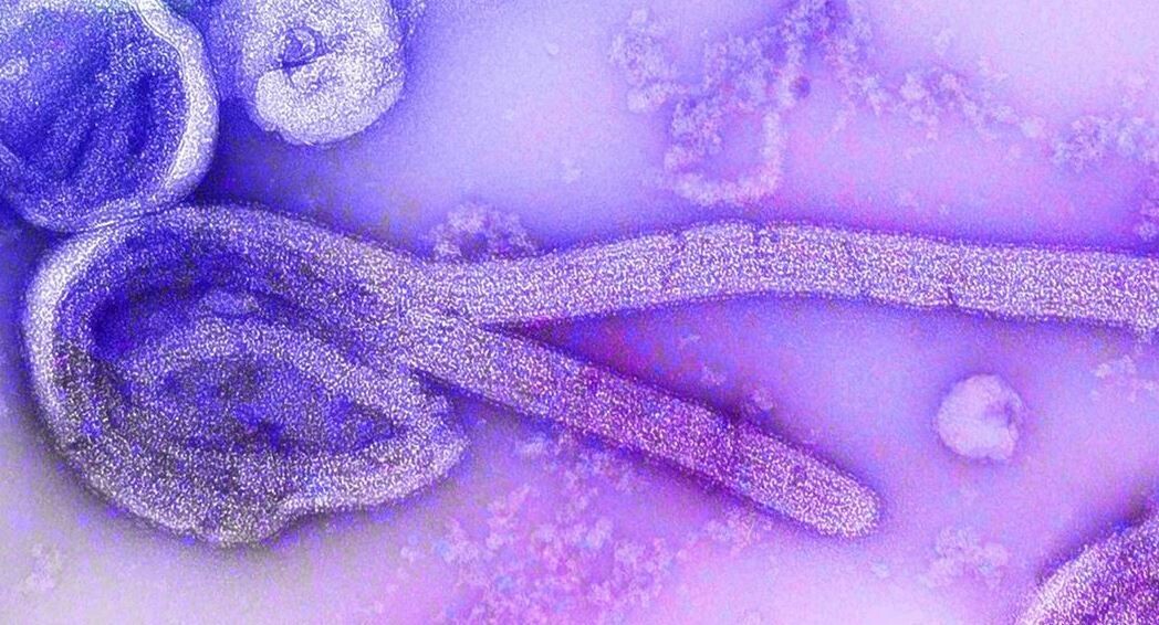 Руанда запускает кампанию вакцинации против вируса Марбург